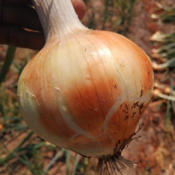 Onion