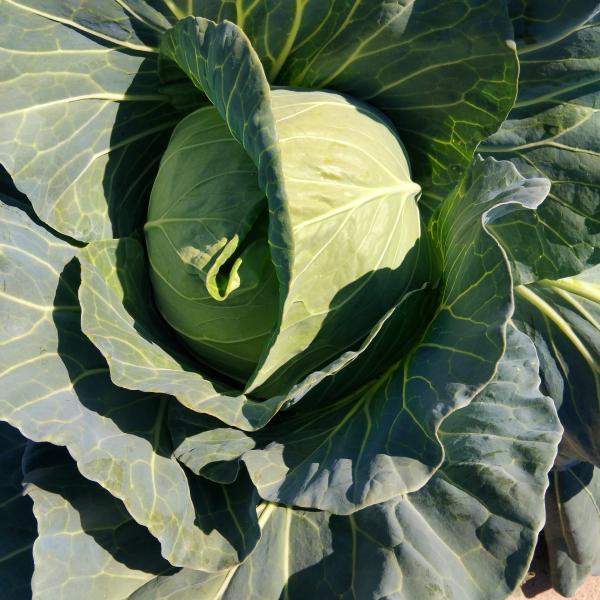 Cabbage