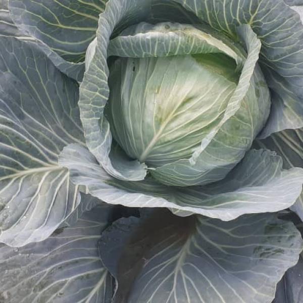 Cabbage