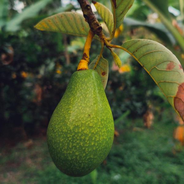 Avacado