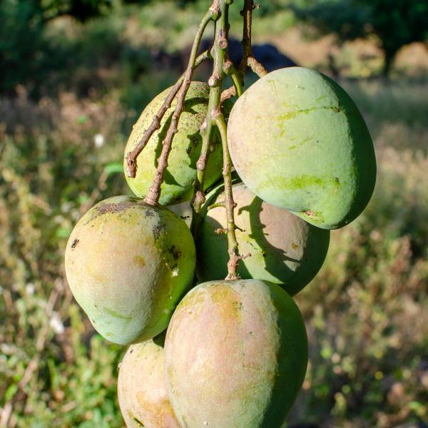 Mangoes